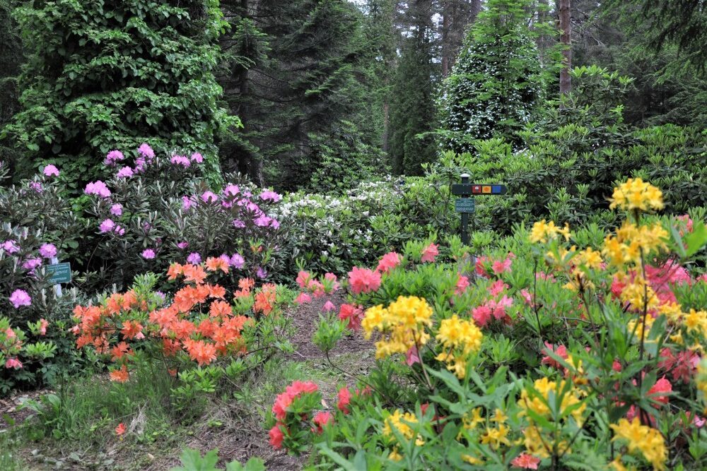 Arboretum Mustila, Kouvolan Elimäki