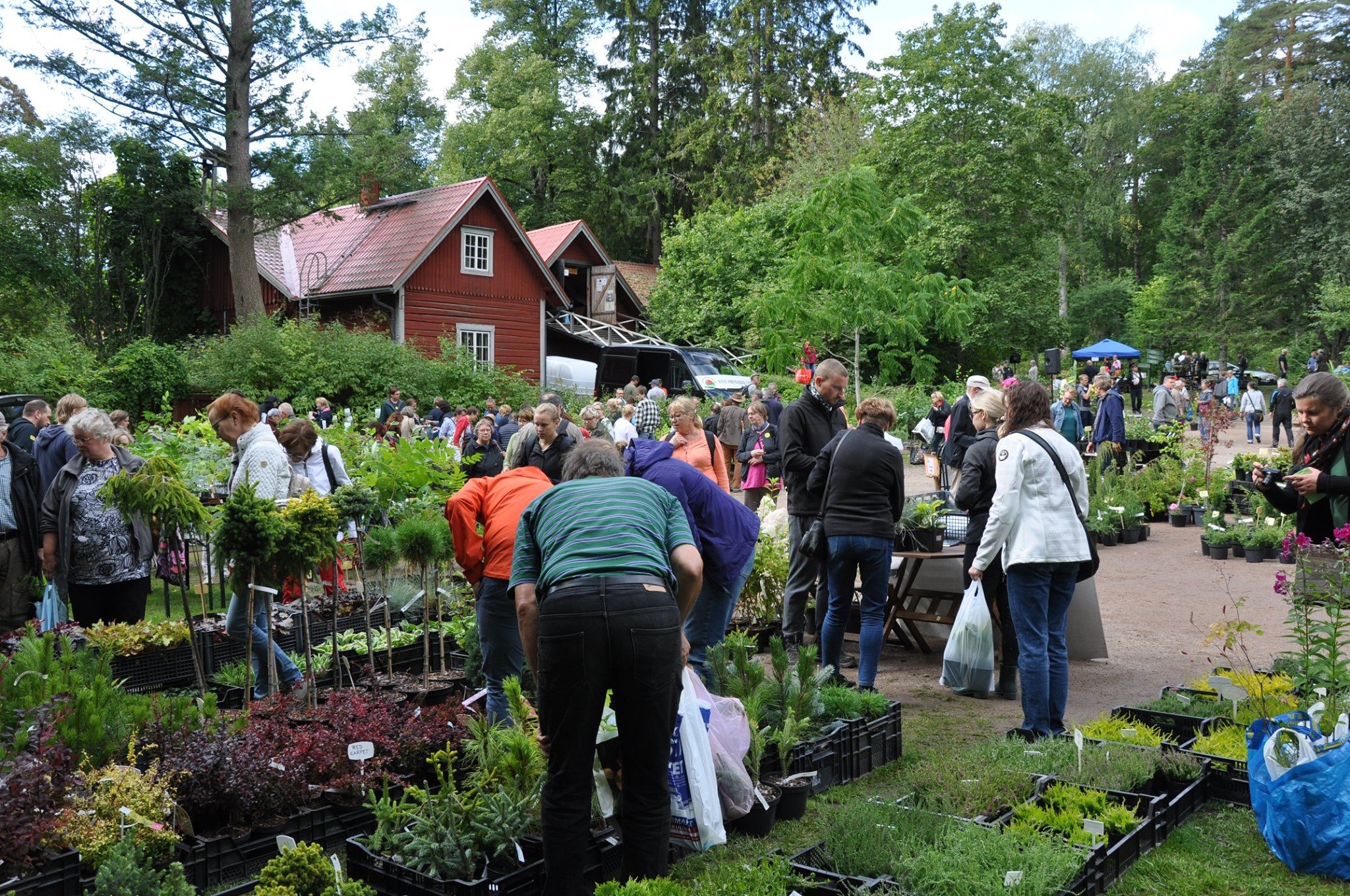 Mustilan taimipäivä Kuva: Arboretum Mustilan kuva-arkisto